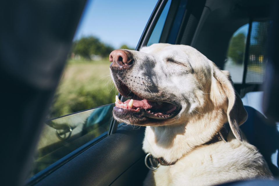 Labrador retriever looking through car window on road.