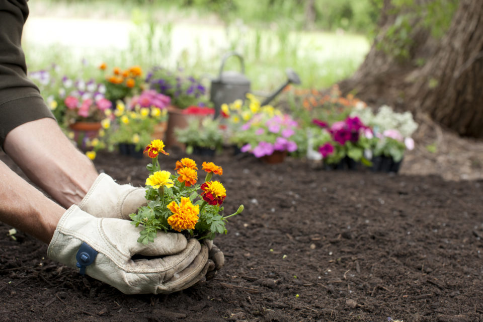 Man gardening holding Marigold flowers in his hands