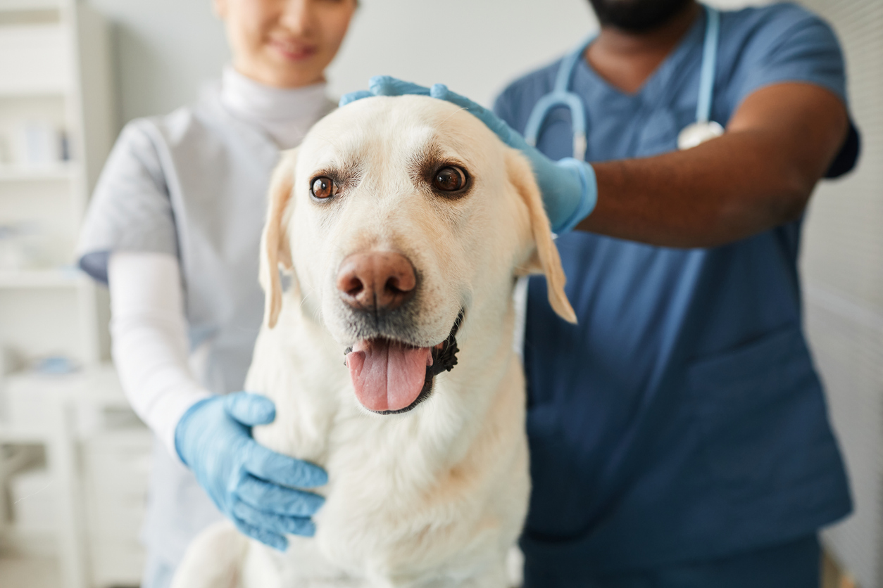 Young labrador sitting in front of camera while veterinarians pampering his head