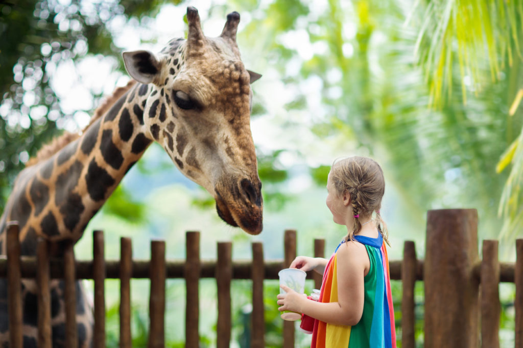 Family feeding giraffe in zoo.