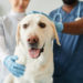 Visit Decatur Animal Clinic To Give Your Furry Friend the Best Care